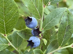 Vaccinium angustifolium