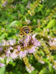Eristalis pertinax