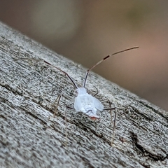Hyaliodes