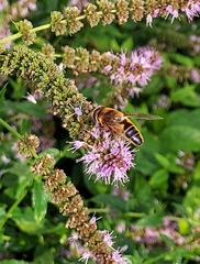 Eristalis pertinax