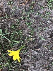 Zephyranthes pulchella