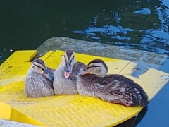 Anas platyrhynchos