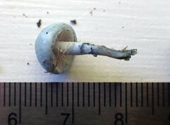 Stropharia pseudocyanea