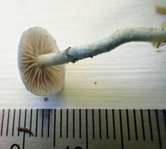 Stropharia pseudocyanea