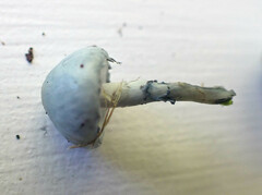 Stropharia pseudocyanea