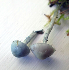 Stropharia pseudocyanea