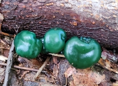 Leotia lubrica image