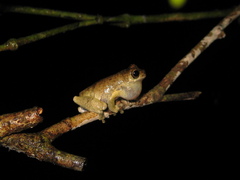 Dendropsophus parviceps