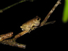 Dendropsophus parviceps