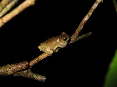Dendropsophus parviceps
