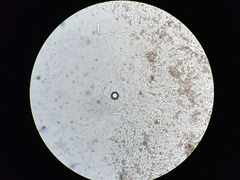 Stropharia pseudocyanea