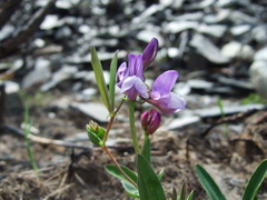 Lathyrus nervosus