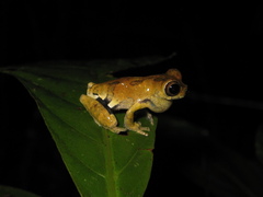 Dendropsophus parviceps