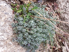 Linaria alpina alpina