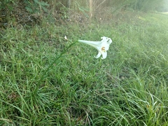 Lilium philippinense