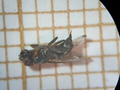 Acrosticta apicalis
