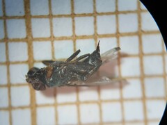 Acrosticta apicalis