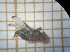 Acrosticta apicalis