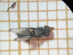 Acrosticta apicalis