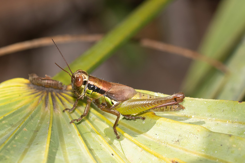 Handsome Florida Grasshopper photo 5