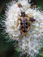Xestoleptura