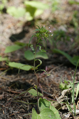 Collomia linearis