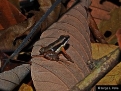 Allobates niputidea