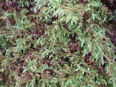 Juniperus communis depressa