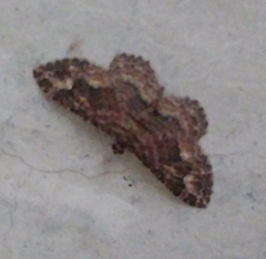 Disclisioprocta stellata