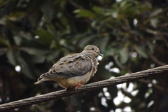 Zenaida auriculata