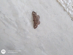 Disclisioprocta stellata