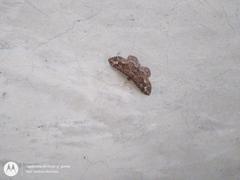 Disclisioprocta stellata