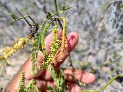 Prosopis articulata
