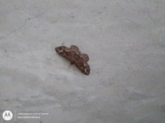 Disclisioprocta stellata
