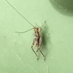 Anaxipha exigua