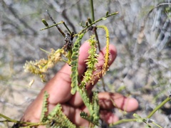 Prosopis articulata