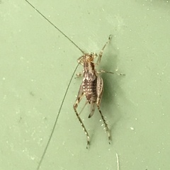 Anaxipha exigua