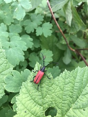 Desmocerus aureipennis