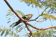 Chrysococcyx maculatus