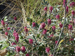 Indigofera basedowii