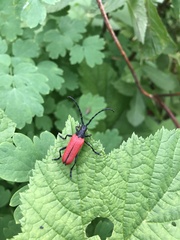 Desmocerus aureipennis