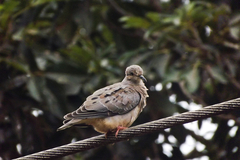 Zenaida auriculata