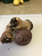 Tylopilus violatinctus