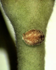 Eriococcus pohutukawa