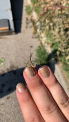 Stagmomantis carolina