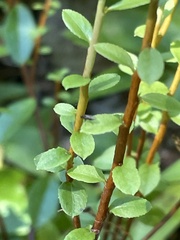 Calyptospora