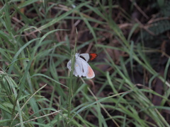 Colotis euippe