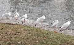 Chroicocephalus ridibundus