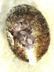 Eriococcus pohutukawa
