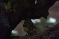 Todirostrum cinereum